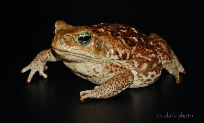 Bufo marinus (Rhinella marina)  Cane Toad11.jpg